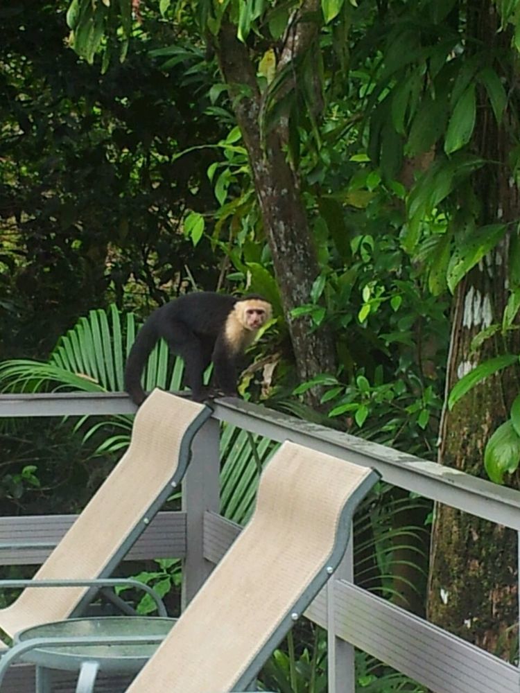 Hotel Plaza Yara Nationalpark Nationalpark Manuel Antonio Exterior foto